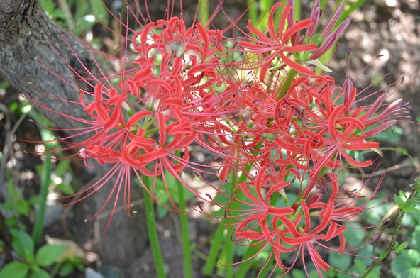 f:id:mitioyoneko:20190928100925j:plain f:id:mitioyoneko:20190928100925j:plain