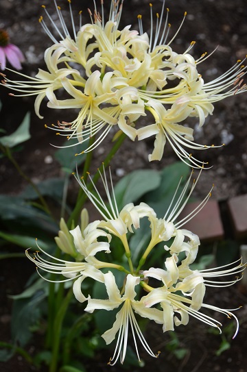 f:id:mitioyoneko:20190928101007j:plain f:id:mitioyoneko:20190928101007j:plain