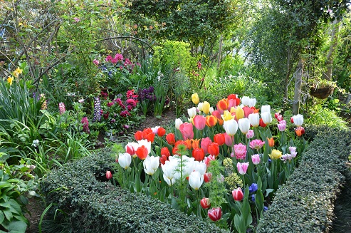 チューリップの球根植え 桐原春子の ハーブダイアリー