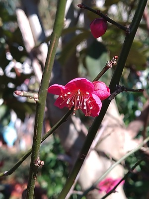 芳しい季節の花を楽しむ - 桐原春子の ハーブダイアリー