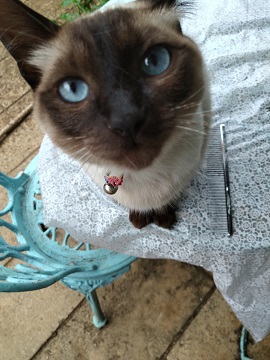 f:id:mitioyoneko:20200703220707j:plain