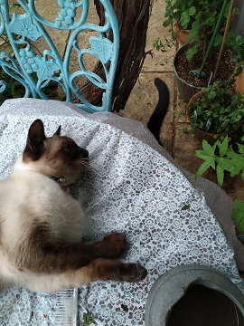 f:id:mitioyoneko:20200703220711j:plain