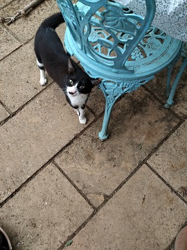 f:id:mitioyoneko:20200703220717j:plain