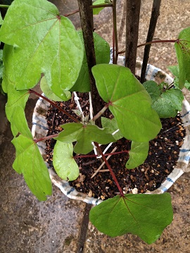 f:id:mitioyoneko:20200703220727j:plain