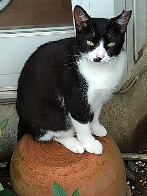 f:id:mitioyoneko:20200705210114j:plain f:id:mitioyoneko:20200705210114j:plain