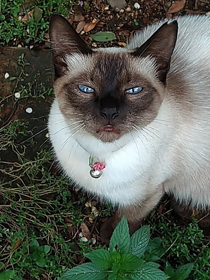 f:id:mitioyoneko:20200705210131j:plain f:id:mitioyoneko:20200705210131j:plain