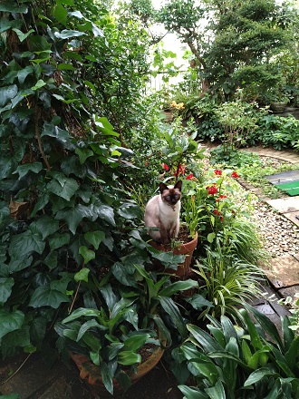 f:id:mitioyoneko:20200705212231j:plain f:id:mitioyoneko:20200705212231j:plain