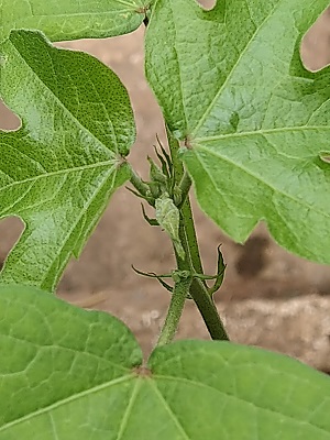 f:id:mitioyoneko:20200705213354j:plain f:id:mitioyoneko:20200705213354j:plain