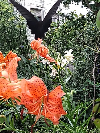 f:id:mitioyoneko:20200710134718j:plain f:id:mitioyoneko:20200710134718j:plain