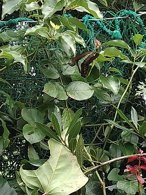 f:id:mitioyoneko:20200710134720j:plain f:id:mitioyoneko:20200710134720j:plain