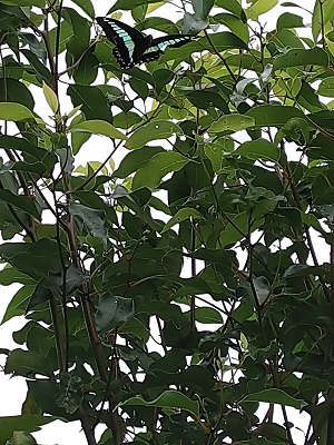 f:id:mitioyoneko:20200710134723j:plain f:id:mitioyoneko:20200710134723j:plain