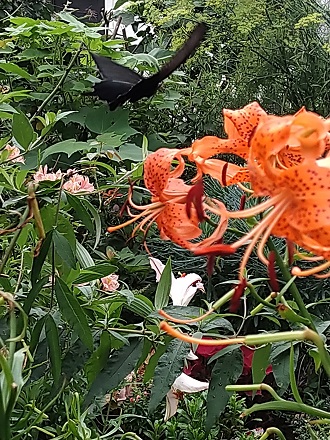 f:id:mitioyoneko:20200710134819j:plain f:id:mitioyoneko:20200710134819j:plain