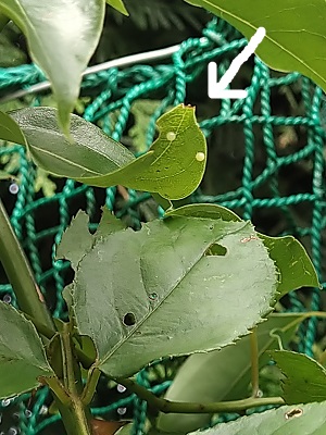 f:id:mitioyoneko:20200710141851j:plain f:id:mitioyoneko:20200710141851j:plain