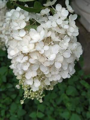 f:id:mitioyoneko:20200715205913j:plain