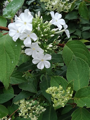 f:id:mitioyoneko:20200715205916j:plain