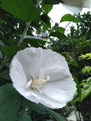 f:id:mitioyoneko:20200715205917j:plain