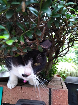 f:id:mitioyoneko:20200715205934j:plain