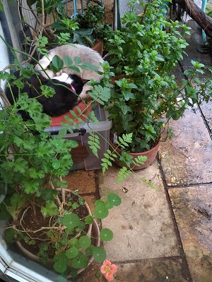 f:id:mitioyoneko:20200715210108j:plain