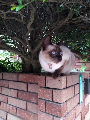 f:id:mitioyoneko:20200715210206j:plain