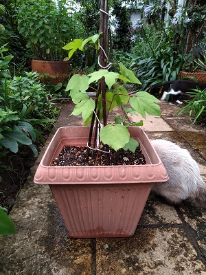 f:id:mitioyoneko:20200715210309j:plain