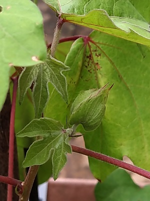 f:id:mitioyoneko:20200715210406j:plain