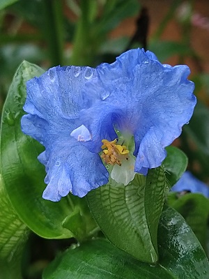 f:id:mitioyoneko:20200717222904j:plain f:id:mitioyoneko:20200717222904j:plain