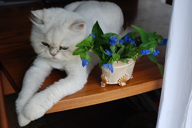 f:id:mitioyoneko:20200717222908j:plain f:id:mitioyoneko:20200717222908j:plain