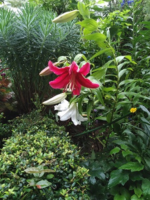 f:id:mitioyoneko:20200717222921j:plain f:id:mitioyoneko:20200717222921j:plain