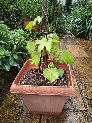 f:id:mitioyoneko:20200717222932j:plain f:id:mitioyoneko:20200717222932j:plain