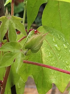 f:id:mitioyoneko:20200717222933j:plain f:id:mitioyoneko:20200717222933j:plain