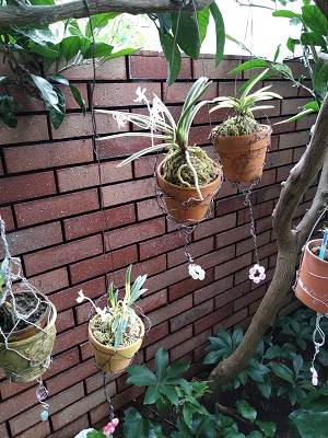 f:id:mitioyoneko:20200719220743j:plain