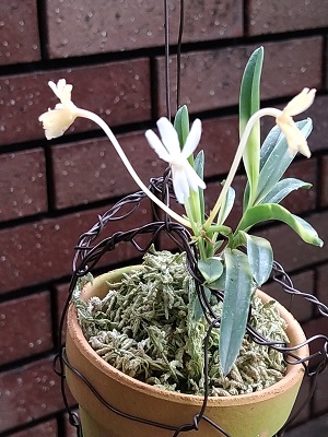 f:id:mitioyoneko:20200719220752j:plain