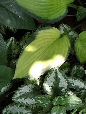 f:id:mitioyoneko:20200719220823j:plain