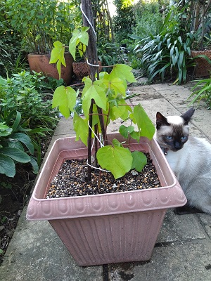 f:id:mitioyoneko:20200719220906j:plain