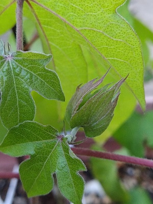 f:id:mitioyoneko:20200719220908j:plain