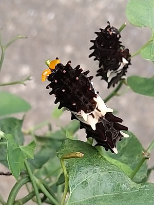 f:id:mitioyoneko:20200719220910j:plain