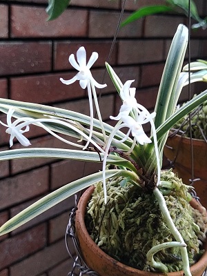 f:id:mitioyoneko:20200719221016j:plain