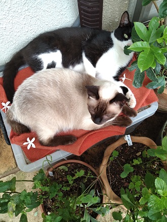 f:id:mitioyoneko:20200721211105j:plain