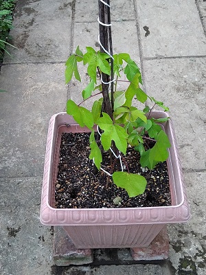 f:id:mitioyoneko:20200721211108j:plain