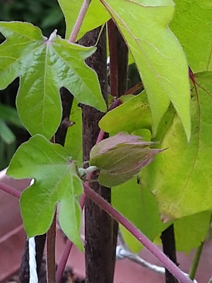 f:id:mitioyoneko:20200721211116j:plain