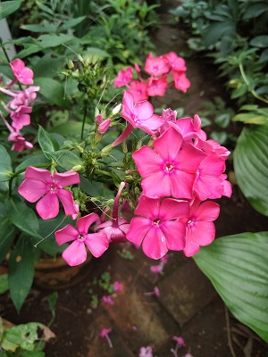 f:id:mitioyoneko:20200722202929j:plain f:id:mitioyoneko:20200722202929j:plain