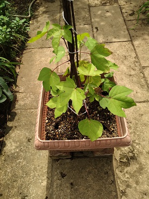 f:id:mitioyoneko:20200722202950j:plain f:id:mitioyoneko:20200722202950j:plain