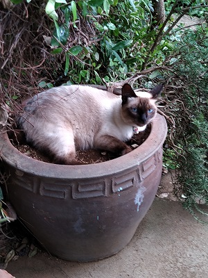 f:id:mitioyoneko:20200728223958j:plain