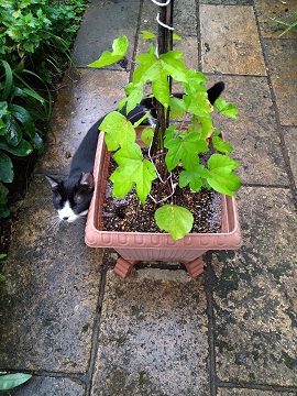 f:id:mitioyoneko:20200728224001j:plain