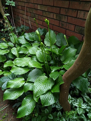 f:id:mitioyoneko:20200729212601j:plain f:id:mitioyoneko:20200729212601j:plain