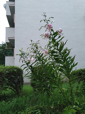 f:id:mitioyoneko:20200729212605j:plain f:id:mitioyoneko:20200729212605j:plain