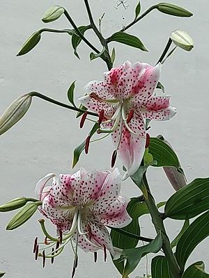 f:id:mitioyoneko:20200729212614j:plain f:id:mitioyoneko:20200729212614j:plain