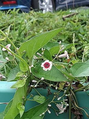 f:id:mitioyoneko:20200729212617j:plain f:id:mitioyoneko:20200729212617j:plain