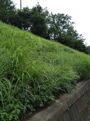 f:id:mitioyoneko:20200729212624j:plain f:id:mitioyoneko:20200729212624j:plain