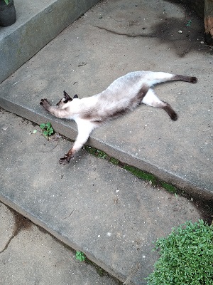 f:id:mitioyoneko:20200729212632j:plain f:id:mitioyoneko:20200729212632j:plain